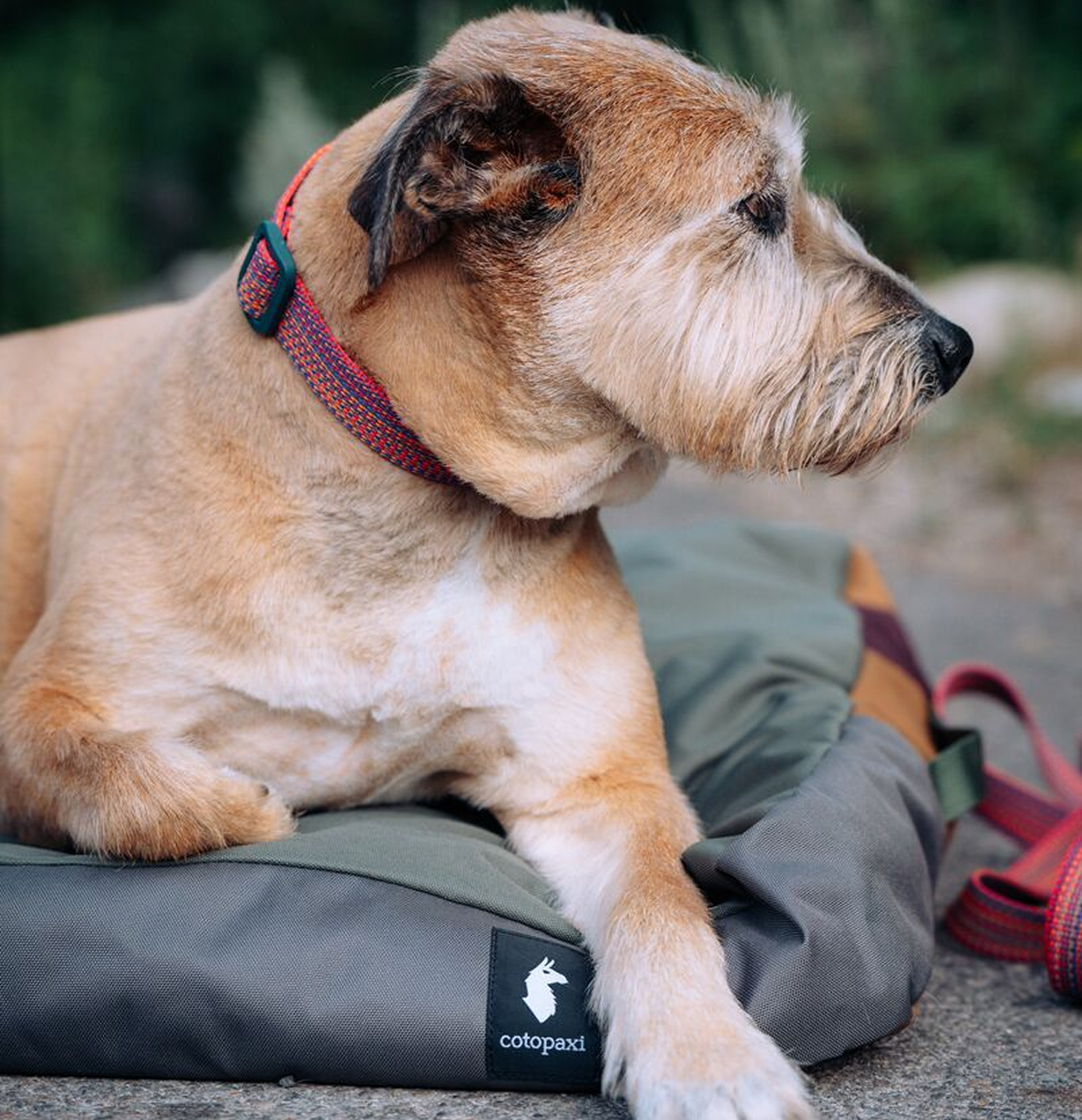Del Día Dog Bed - US 9686